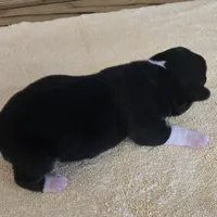 Karla, a female Miniature Australian Shepherd for sale in Normangee, TX – Photo 6 of 6