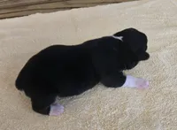 Karla, a female Miniature Australian Shepherd for sale in Normangee, TX – Photo 6 of 6