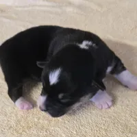 Karla, a female Miniature Australian Shepherd for sale in Normangee, TX – Photo 1 of 6