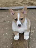 Cade, a male Pembroke Welsh Corgi for sale in Normangee, TX – 4 of 4