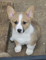 Cade, a male Pembroke Welsh Corgi for sale in Normangee, TX – 3 of 4