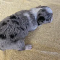 Indy, a female Miniature Australian Shepherd for sale in Normangee, TX – Photo 5 of 6