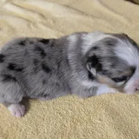 Indy, a female Miniature Australian Shepherd for sale in Normangee, TX – Photo 1 of 6