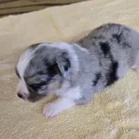 Indy, a female Miniature Australian Shepherd for sale in Normangee, TX – Photo 3 of 6