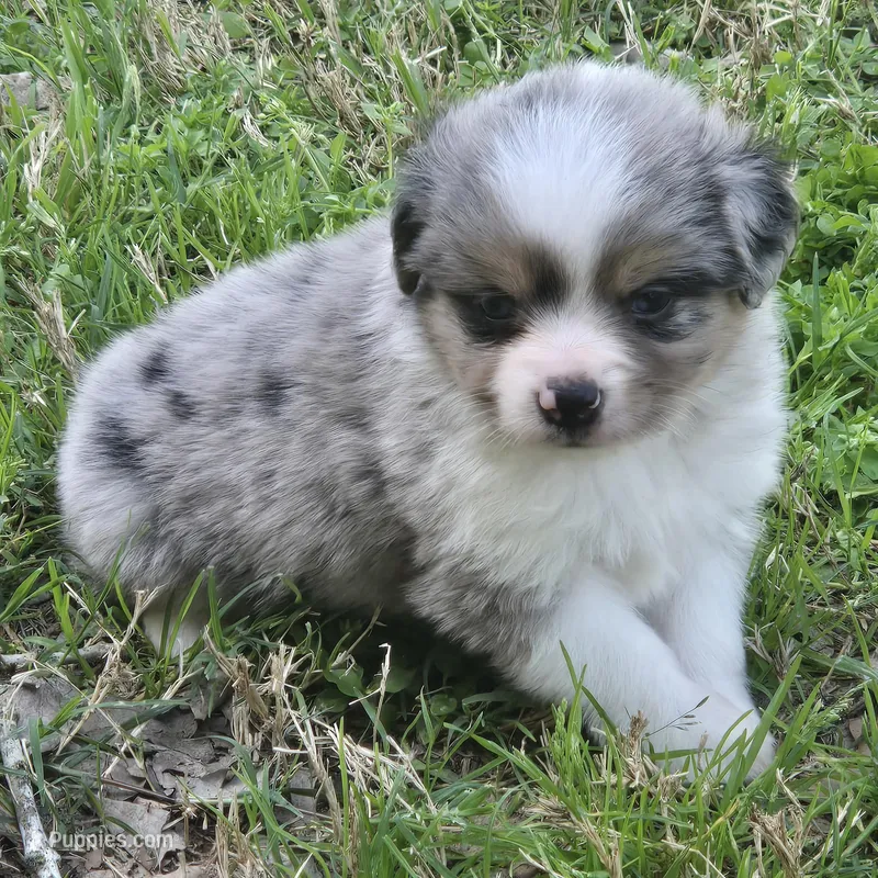 Indy – Miniature Australian Shepherd puppy for sale in Normangee, TX