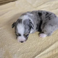 Indy, a female Miniature Australian Shepherd for sale in Normangee, TX – Photo 4 of 6