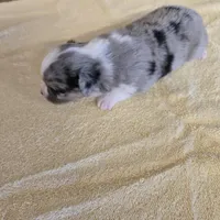 Indy, a female Miniature Australian Shepherd for sale in Normangee, TX – Photo 6 of 6