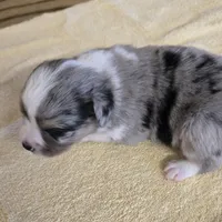 Indy, a female Miniature Australian Shepherd for sale in Normangee, TX – Photo 2 of 6