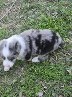 Tilly, a female Miniature Australian Shepherd for sale in Normangee, TX – Photo 4 of 5