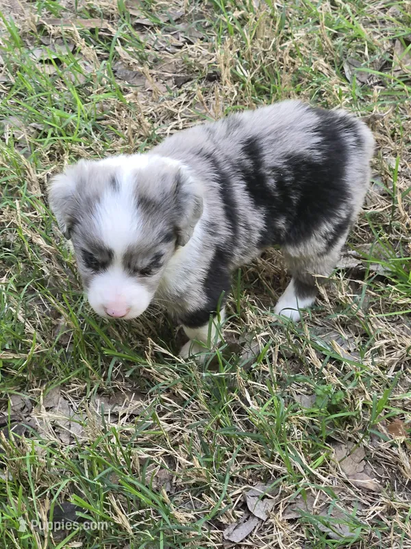 Tilly – Miniature Australian Shepherd puppy for sale in Normangee, TX