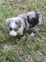 Tilly, a female Miniature Australian Shepherd for sale in Normangee, TX – Photo 1 of 5