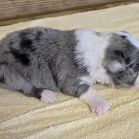 Tilly, a female Miniature Australian Shepherd for sale in Normangee, TX – Photo 2 of 5