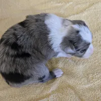 Tilly, a female Miniature Australian Shepherd for sale in Normangee, TX – Photo 5 of 5