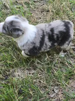 Tilly, a female Miniature Australian Shepherd for sale in Normangee, TX – Photo 2 of 5