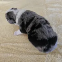 Tilly, a female Miniature Australian Shepherd for sale in Normangee, TX – Photo 3 of 5