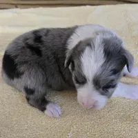 Tilly, a female Miniature Australian Shepherd for sale in Normangee, TX – Photo 4 of 5