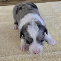 Tilly, a female Miniature Australian Shepherd for sale in Normangee, TX – Photo 1 of 5