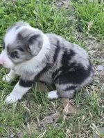 Tilly, a female Miniature Australian Shepherd for sale in Normangee, TX – Photo 5 of 5