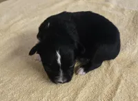 Kylie , a female Miniature Australian Shepherd for sale in Normangee, TX – Photo 1 of 6