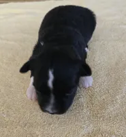 Kylie , a female Miniature Australian Shepherd for sale in Normangee, TX – Photo 4 of 6