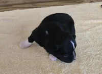 Kylie , a female Miniature Australian Shepherd for sale in Normangee, TX – Photo 5 of 6