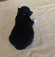 Kylie , a female Miniature Australian Shepherd for sale in Normangee, TX – Photo 6 of 6