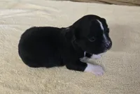 Kylie , a female Miniature Australian Shepherd for sale in Normangee, TX – Photo 3 of 6
