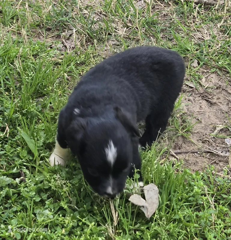 Kylie  – Miniature Australian Shepherd puppy for sale in Normangee, TX