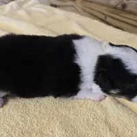 Major, a male Miniature Australian Shepherd for sale in Normangee, TX – Photo 2 of 5