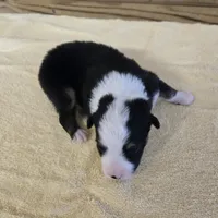 Major, a male Miniature Australian Shepherd for sale in Normangee, TX – Photo 4 of 5