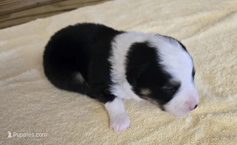 Major – Miniature Australian Shepherd puppy for sale in Normangee, TX