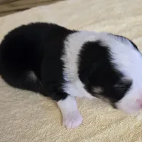 Major, a male Miniature Australian Shepherd for sale in Normangee, TX – Photo 1 of 5