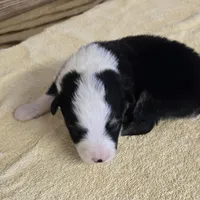 Major, a male Miniature Australian Shepherd for sale in Normangee, TX – Photo 3 of 5