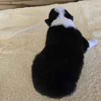 Major, a male Miniature Australian Shepherd for sale in Normangee, TX – Photo 5 of 5