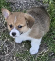 Avery, a female Pembroke Welsh Corgi for sale in Normangee, TX – Photo 4 of 4