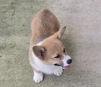 Avery, a female Pembroke Welsh Corgi for sale in Normangee, TX – Photo 2 of 3