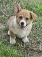 Avery, a female Pembroke Welsh Corgi for sale in Normangee, TX – Photo 3 of 3