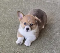Avery, a female Pembroke Welsh Corgi for sale in Normangee, TX – Photo 2 of 4
