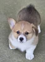 Avery, a female Pembroke Welsh Corgi for sale in Normangee, TX – Photo 1 of 4