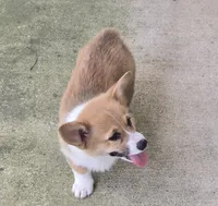 Avery, a female Pembroke Welsh Corgi for sale in Normangee, TX – Photo 1 of 3