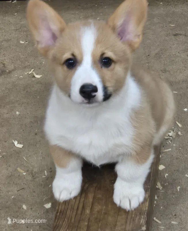 Cade, a male Pembroke Welsh Corgi for sale in Normangee, TX – 1 of 4