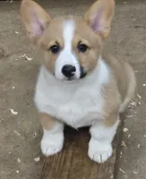 Cade, a male Pembroke Welsh Corgi for sale in Normangee, TX – 1 of 4