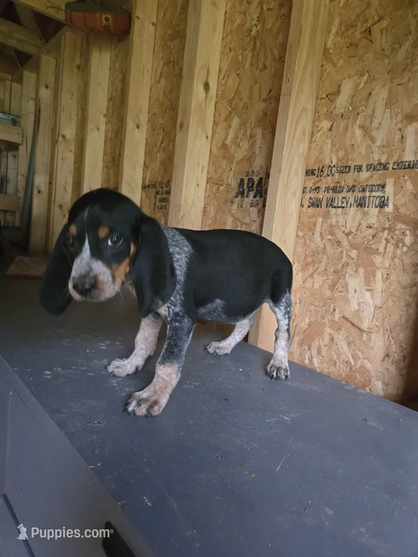 No Name #1 – Bluetick Coonhound puppy for sale in Lineville, AL