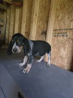 No Name #1, a female Bluetick Coonhound for sale in Lineville, AL – 1 of 1