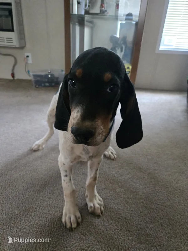 Ace – Bluetick Coonhound puppy for sale in Lineville, AL
