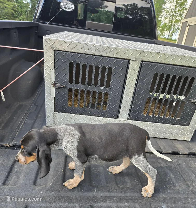 FEMALE #5 – Bluetick Coonhound puppy for sale in Lineville, AL