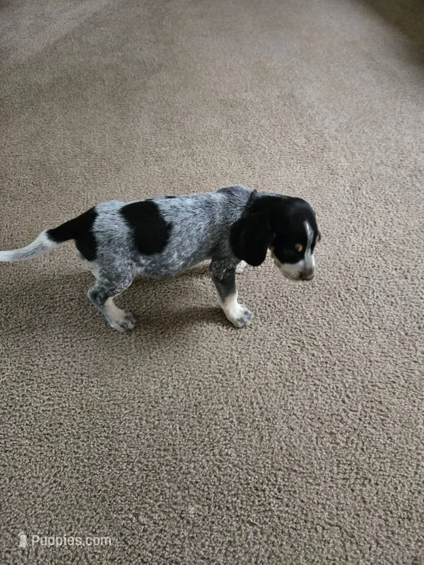 Chief – Bluetick Coonhound puppy for sale in Lineville, AL