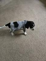 Chief, a male Bluetick Coonhound for sale in Lineville, AL – 1 of 3