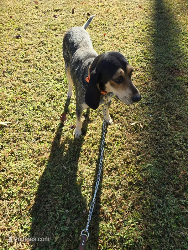 Nan – Bluetick Coonhound puppy for sale in Lineville, AL