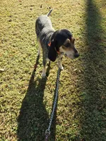 Nan, a female Bluetick Coonhound for sale in Lineville, AL – 1 of 3